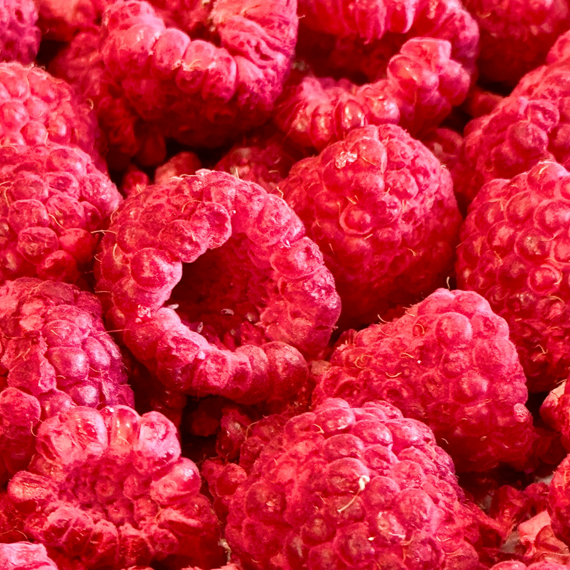 Dried Rasbery Freeze Dried Raspberries!! Local WA grown! – JAK'D Candy