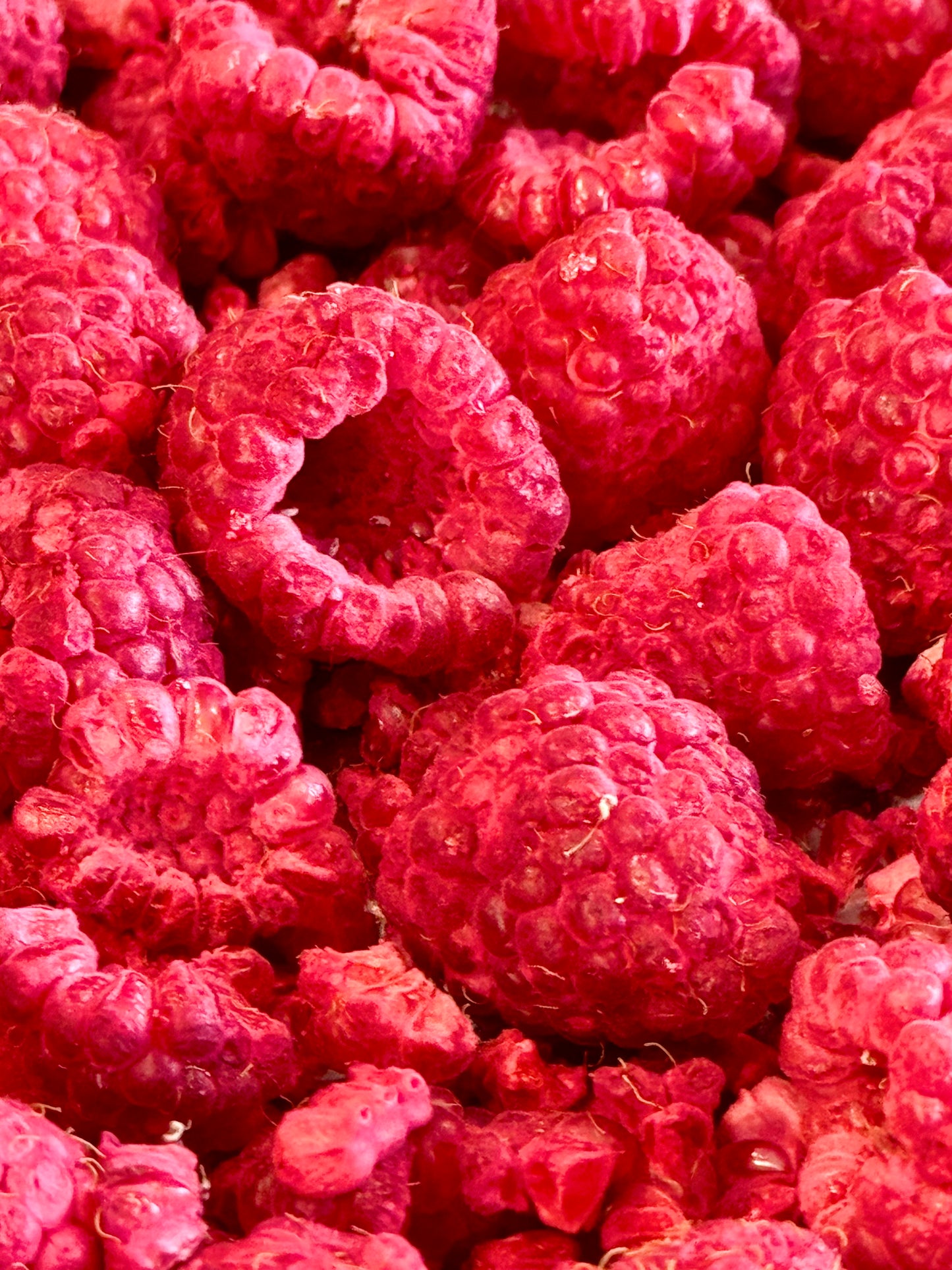 Freeze Dried Raspberries!! Local WA grown!